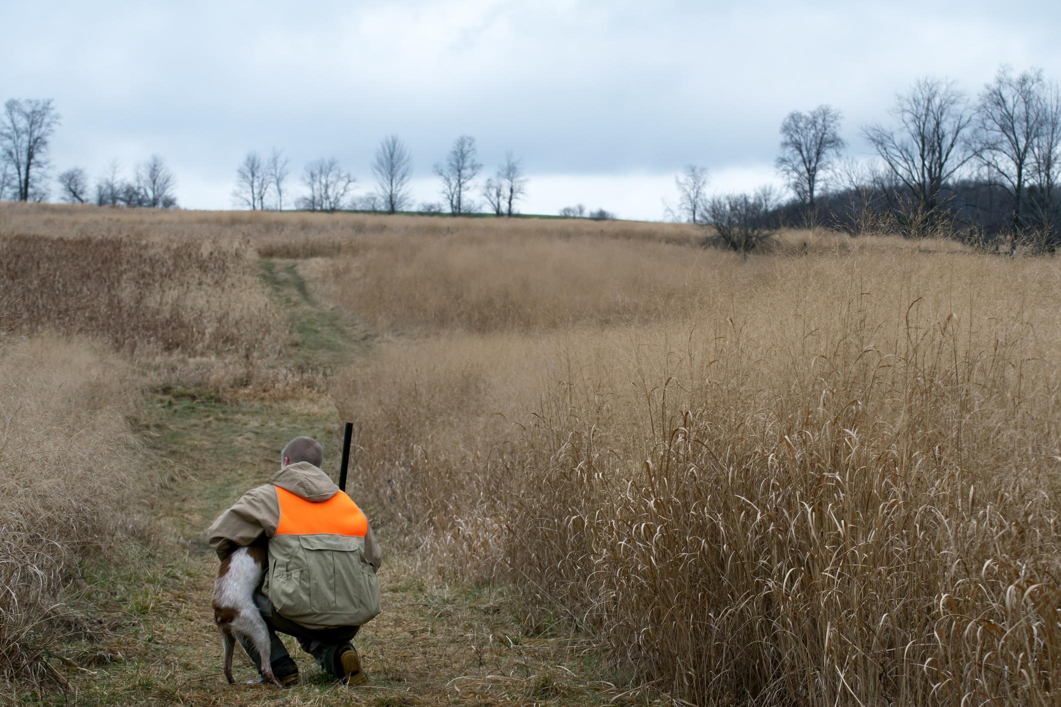 Pheasant hunting field at golden hour — game farm preserve landscape